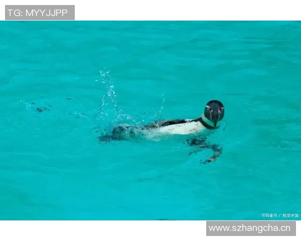 游泳对身体健康的全面促进作用及其科学依据 游泳对身体健康的全面促进作用及其科学依据